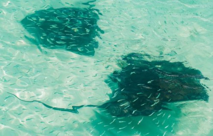 Island Safari Sting Ray Fantasy Tour In Antigua