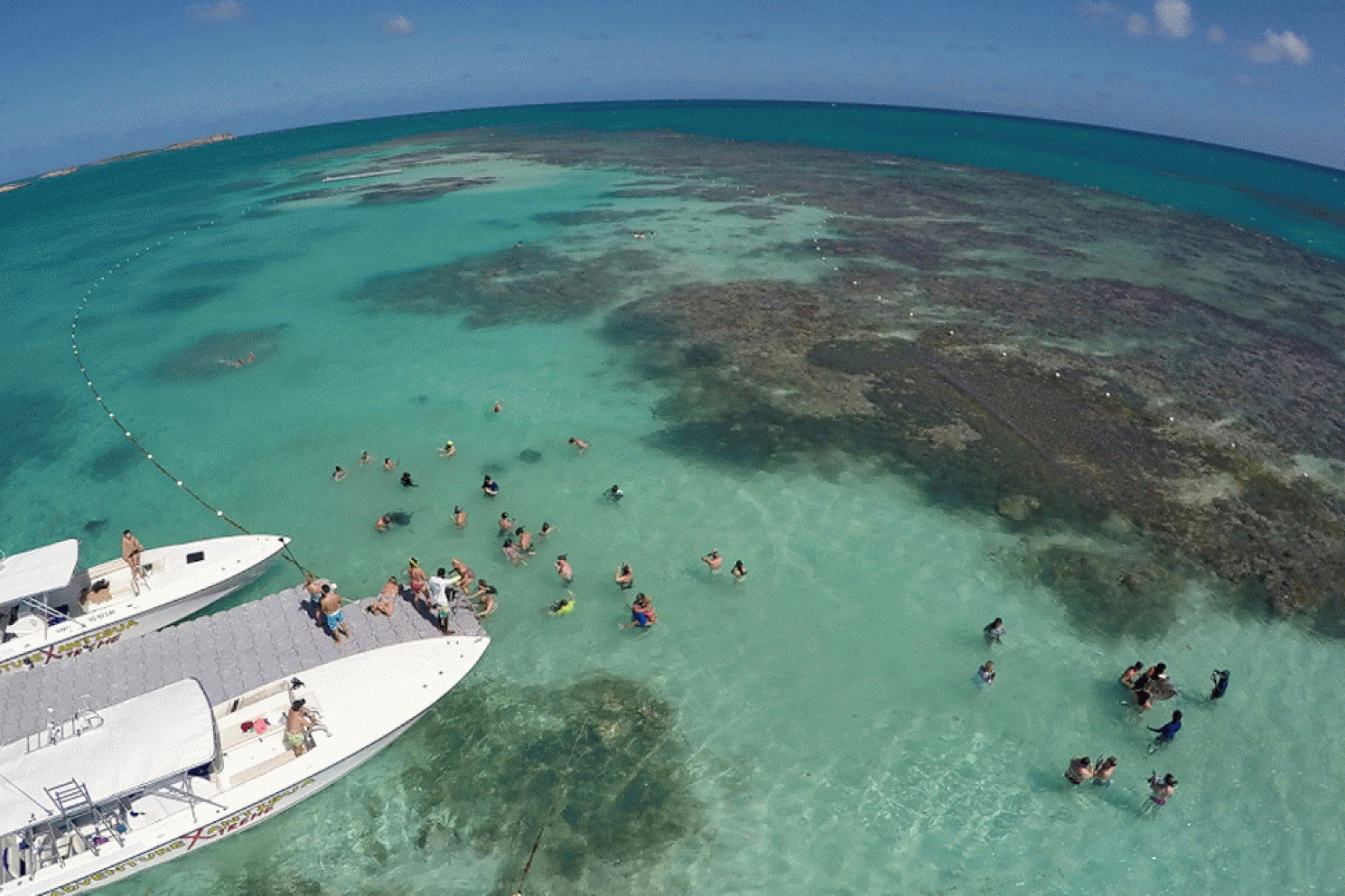 stingray-city-extremegif