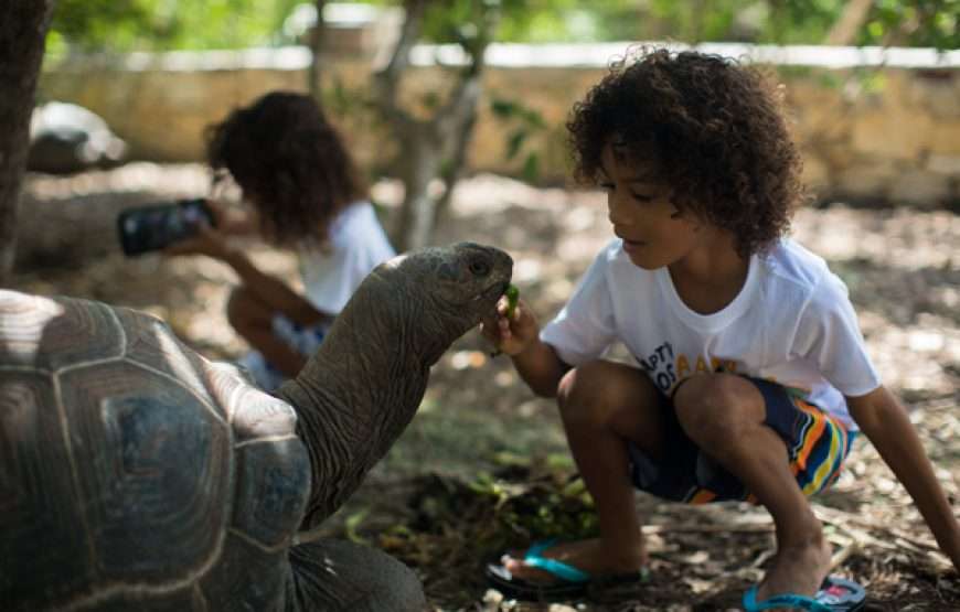 Laviscount Island Tour Only