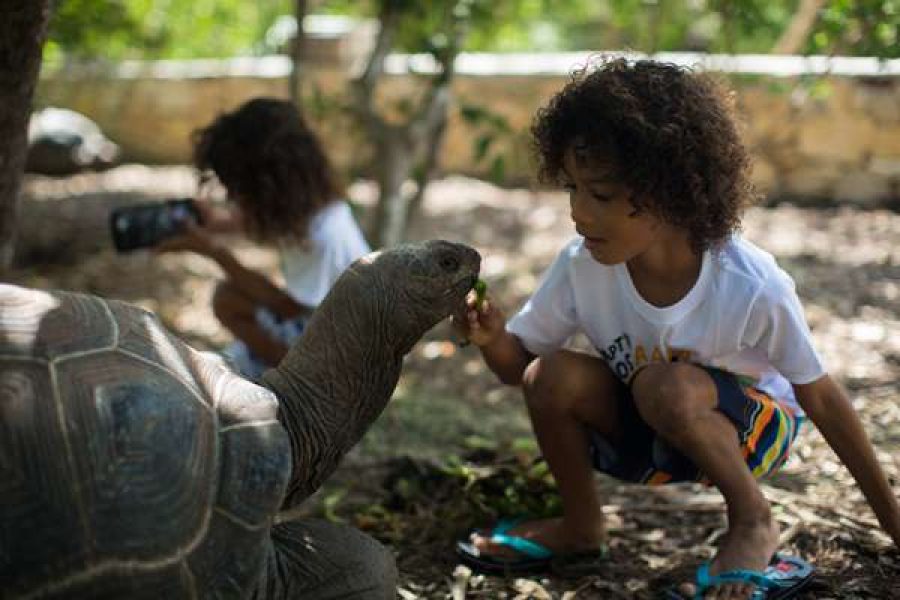 Laviscount Island Tour Only