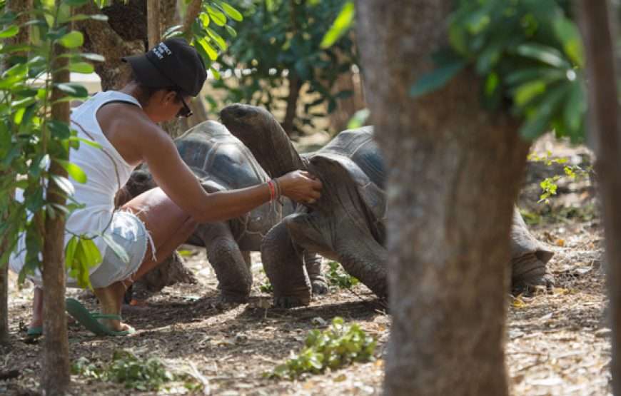 Laviscount Island Tour Only