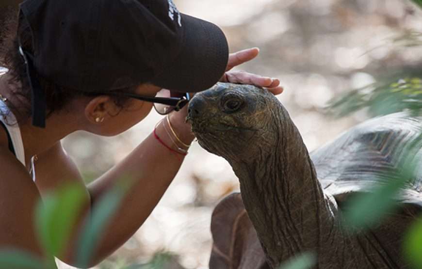 Laviscount Island Tour Only