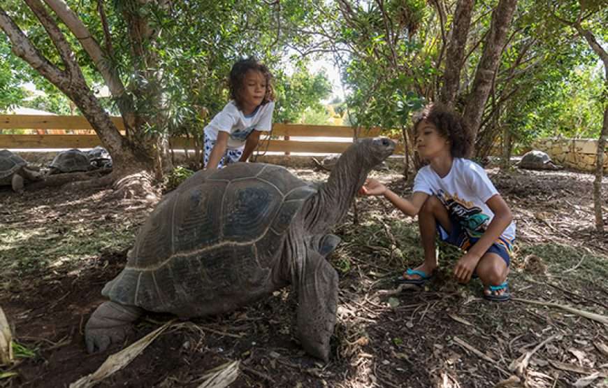 Laviscount Island Tour Only